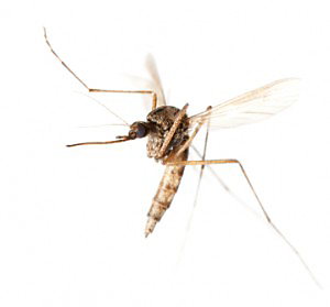 Как поймать комара, если он летает по комнате, мешая тебе спать, а ты никак не можешь увидеть его?