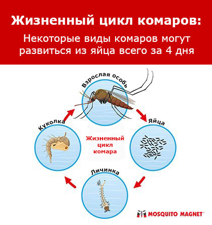Виды Комаров Фото И Названия