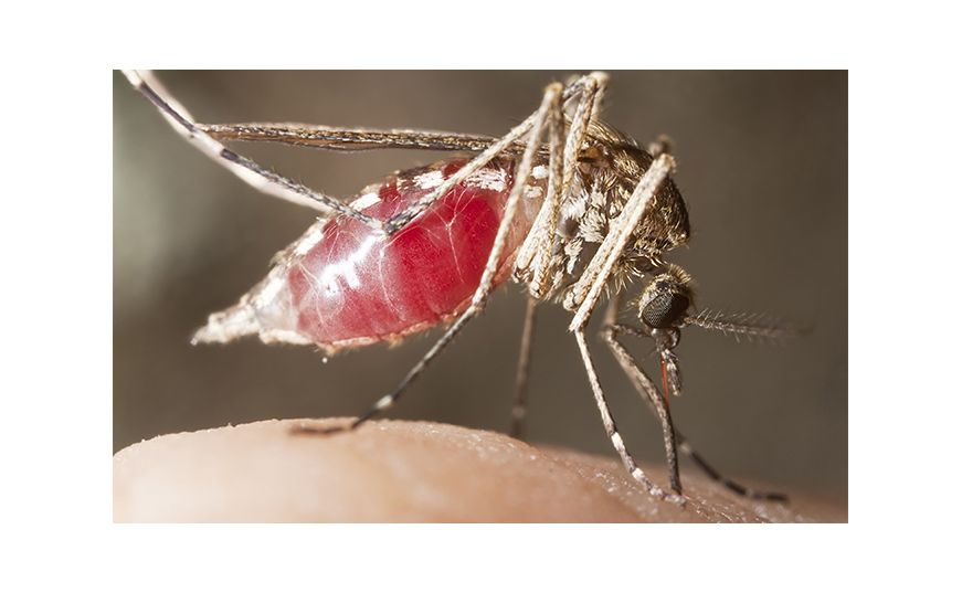 Битва полов: Самки против самцов комаров